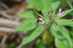 Cleome monophylla